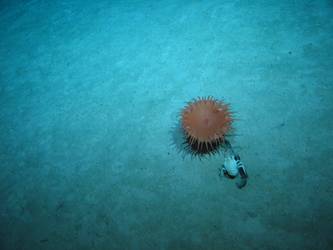 Anemone